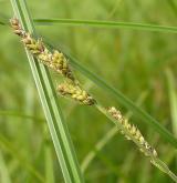 ostřice Hartmanova <i>(Carex hartmanii)</i> / Habitus