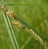 ostřice Hartmanova <i>(Carex hartmanii)</i> / Habitus