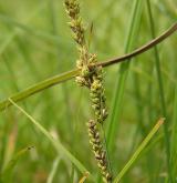 ostřice Hartmanova <i>(Carex hartmanii)</i> / Habitus