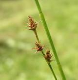 ostřice ježatá <i>(Carex echinata)</i> / Habitus