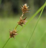 ostřice ježatá <i>(Carex echinata)</i> / Habitus