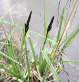 ostřice obecná <i>(Carex nigra)</i> / Habitus