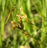 ostřice ptačí nožka <i>(Carex ornithopoda)</i> / Habitus