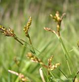 ostřice ptačí nožka <i>(Carex ornithopoda)</i> / Habitus