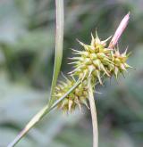 ostřice rusá <i>(Carex flava)</i> / Plod