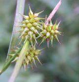 ostřice rusá <i>(Carex flava)</i> / Plod