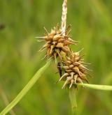 ostřice rusá <i>(Carex flava)</i> / Plod