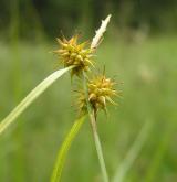 ostřice rusá <i>(Carex flava)</i> / Habitus