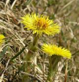 podběl lékařský <i>(Tussilago farfara)</i>