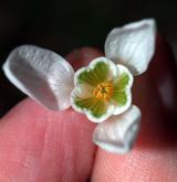 sněženka podsněžník <i>(Galanthus nivalis)</i> / Květ/Květenství