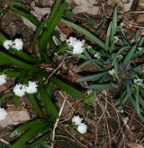 sněženka podsněžník <i>(Galanthus nivalis)</i> / Habitus