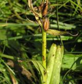 prstnatec bezový <i>(Dactylorhiza sambucina)</i> / Plod