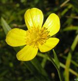 pryskyřník velký <i>(Ranunculus lingua)</i> / Květ/Květenství
