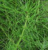 přeslička největší <i>(Equisetum telmateia)</i> / Habitus