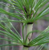 přeslička největší <i>(Equisetum telmateia)</i> / Ostatní