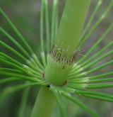 přeslička největší <i>(Equisetum telmateia)</i> / Ostatní