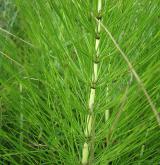 přeslička největší <i>(Equisetum telmateia)</i> / Habitus