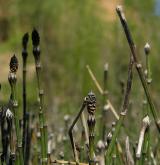 přeslička různobarvá <i>(Equisetum variegatum)</i> / Detail porostu