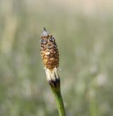 přeslička různobarvá <i>(Equisetum variegatum)</i> / Ostatní