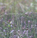 přeslička různobarvá <i>(Equisetum variegatum)</i> / Detail porostu