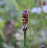 přeslička různobarvá <i>(Equisetum variegatum)</i> / Ostatní