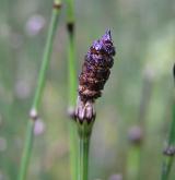 přeslička různobarvá <i>(Equisetum variegatum)</i> / Ostatní
