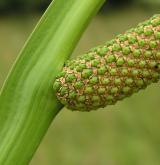 puškvorec obecný <i>(Acorus calamus)</i> / Květ/Květenství