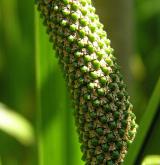 puškvorec obecný <i>(Acorus calamus)</i> / Květ/Květenství