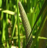 puškvorec obecný <i>(Acorus calamus)</i> / Květ/Květenství