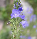 rozrazil ožankový <i>(Veronica teucrium)</i> / Květ/Květenství