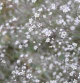 šater latnatý <i>(Gypsophila paniculata)</i> / Květ/Květenství