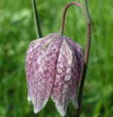 řebčík kostkovaný <i>(Fritillaria meleagris)</i> / Květ/Květenství