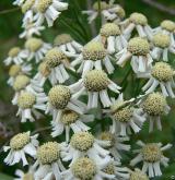 řebříček bertrám <i>(Achillea ptarmica)</i> / Květ/Květenství