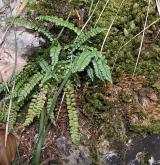 sleziník zelený <i>(Asplenium viride)</i> / Habitus