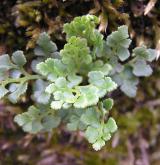 sleziník routička <i>(Asplenium ruta-muraria)</i> / Habitus