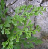 sleziník routička <i>(Asplenium ruta-muraria)</i> / List