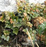 sleziník routička <i>(Asplenium ruta-muraria)</i> / Habitus