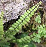 sleziník červený <i>(Asplenium trichomanes)</i> / List