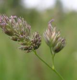 srha laločnatá <i>(Dactylis glomerata)</i> / Květ/Květenství