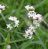 svízel severní <i>(Galium boreale)</i> / Květ/Květenství