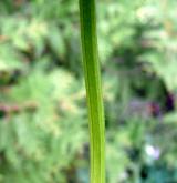 hluchavka bílá <i>(Lamium album)</i> / Stonek