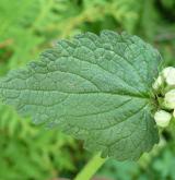 hluchavka bílá <i>(Lamium album)</i> / List
