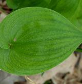 pstroček dvoulistý <i>(Maianthemum bifolium)</i> / List