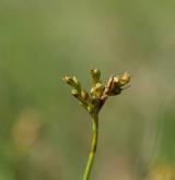 ostřice ptačí nožka <i>(Carex ornithopoda)</i> / Květ/Květenství