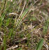 ostřice ptačí nožka <i>(Carex ornithopoda)</i> / Habitus