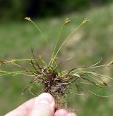 ostřice ptačí nožka <i>(Carex ornithopoda)</i> / Habitus