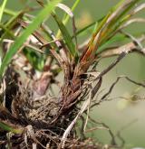 ostřice ptačí nožka <i>(Carex ornithopoda)</i> / Zásobní orgán/orgán klonálního růstu