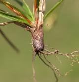 ostřice ptačí nožka <i>(Carex ornithopoda)</i> / Zásobní orgán/orgán klonálního růstu