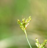 ostřice ptačí nožka <i>(Carex ornithopoda)</i> / Květ/Květenství