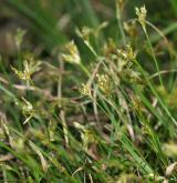 ostřice ptačí nožka <i>(Carex ornithopoda)</i> / Habitus